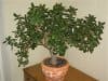 Arbre d'argent pour la richesse
